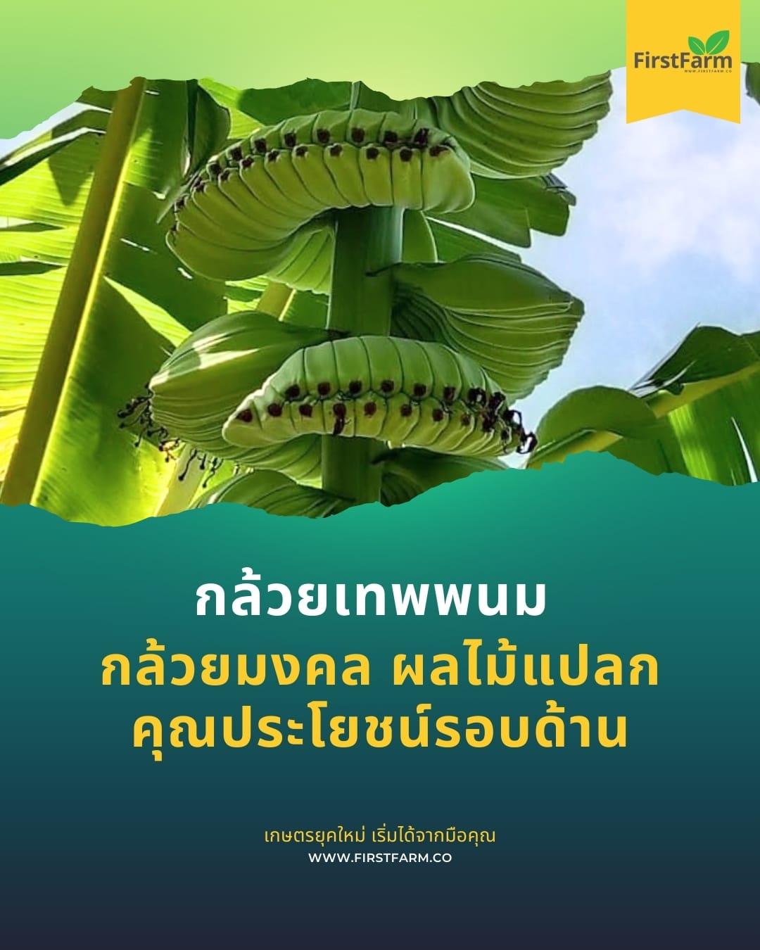 กล้วยเทพพนม: กล้วยมงคล ผลไม้แปลก และคุณประโยชน์รอบด้าน