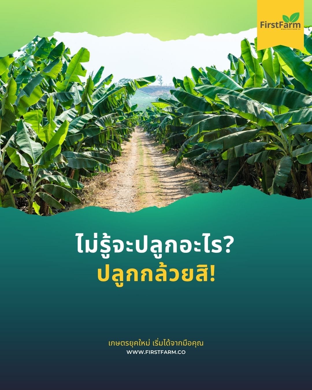 ปลูกกล้วย