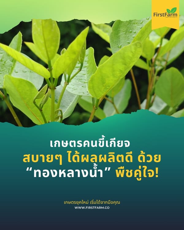 เกษตรคนขี้เกียจ สบายๆ ได้ผลผลิตดี ด้วย “ทองหลางน้ำ”