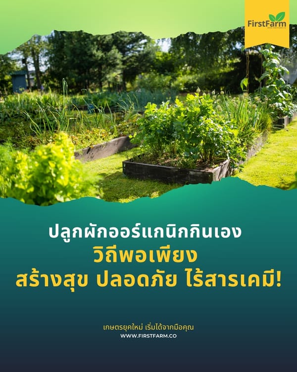 ปลูกผักออร์แกนิกกินเอง: วิถีพอเพียง สร้างสุข ปลอดภัย ไร้สารเคมี!