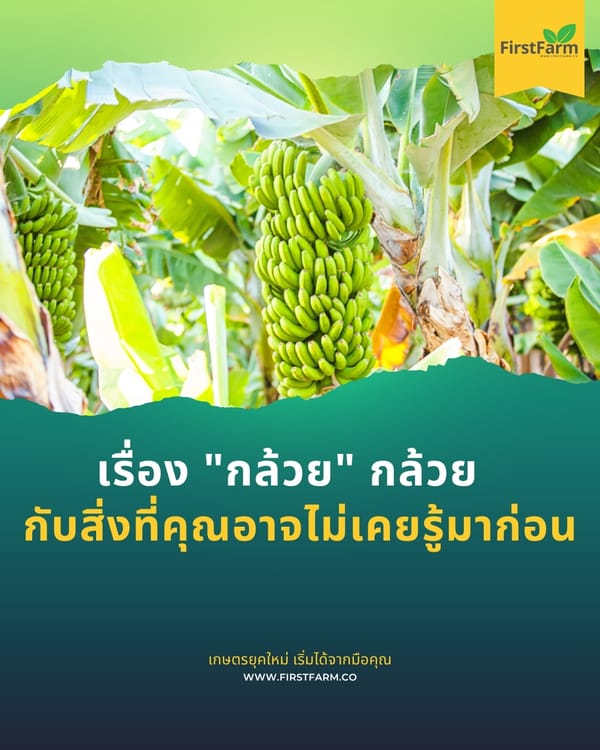 เรื่อง "กล้วย" กล้วย กับสิ่งที่คุณอาจไม่เคยรู้มาก่อน