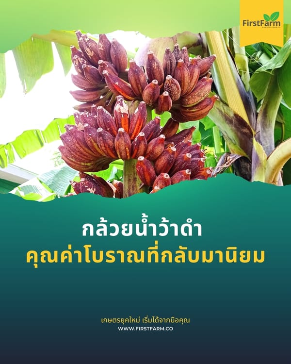 กล้วยน้ำว้าดำ: คุณค่าโบราณที่กลับมานิยม